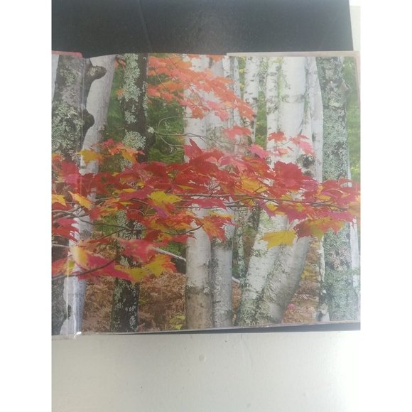 First Snow in the Woods: A Photographic Fantasy by Stoick, Jean - Picture 3 of 4